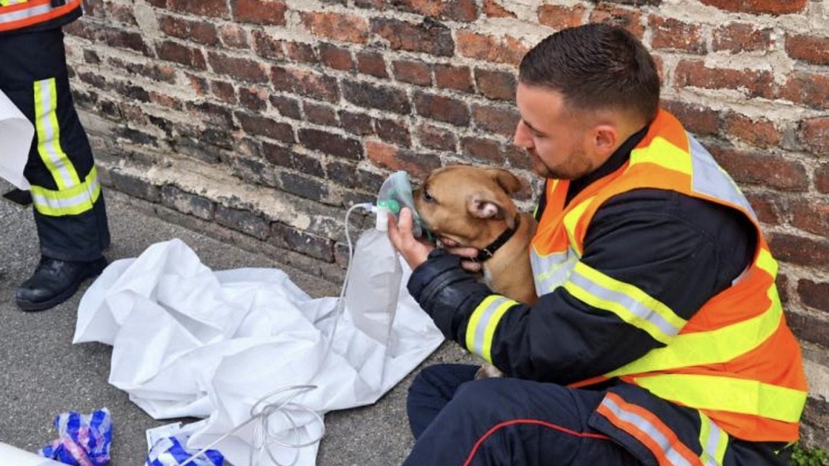 Illustration : "Un chat et 2 chiens sont sauvés des fumées, puis soignés sur le trottoir par les pompiers de Saint-Quentin (02)"