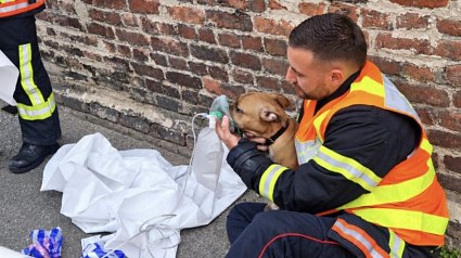 Illustration : Un chat et 2 chiens sont sauv&eacute;s des fum&eacute;es, puis soign&eacute;s sur le trottoir par les pompiers de Saint-Quentin (02)