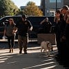 Illustration : Escort&eacute; par les motards de la police, ce Labrador des pompiers effectue son dernier trajet vers la clinique v&eacute;t&eacute;rinaire