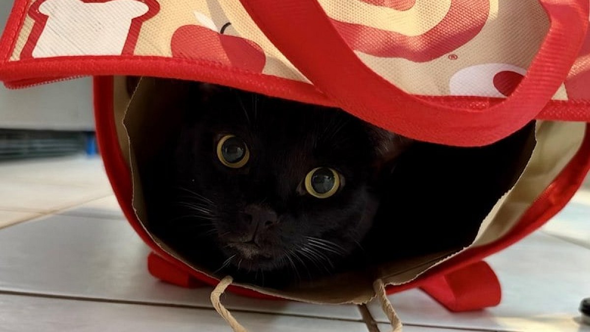 Illustration : "Derrière les superstitions, la douceur des chats noirs en 13 photos"