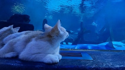 Illustration : Des chatons orphelins d&eacute;couvrent requins et tortues lors d'une visite priv&eacute;e &agrave; l'aquarium (vid&eacute;o)