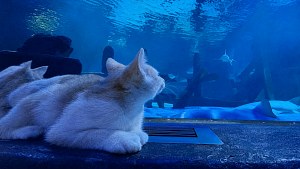 Illustration : Des chatons orphelins découvrent requins et tortues lors d'une visite privée à l'aquarium (vidéo)