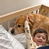 Illustration : Un petit gar&ccedil;on choisit son chien plut&ocirc;t qu&rsquo;une peluche, puis lui raconte sa journ&eacute;e pendant 10 minutes (vid&eacute;o)