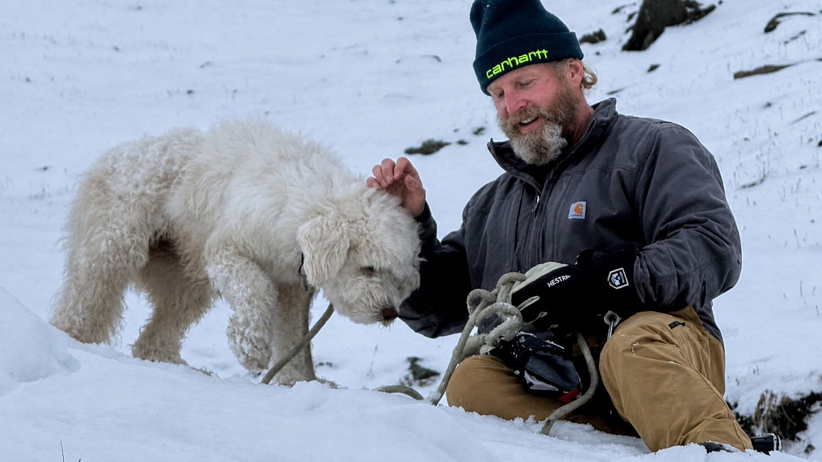 Illustration : "Une chienne disparue après une avalanche est retrouvée vivante environ 50 heures plus tard grâce à son AirTag"