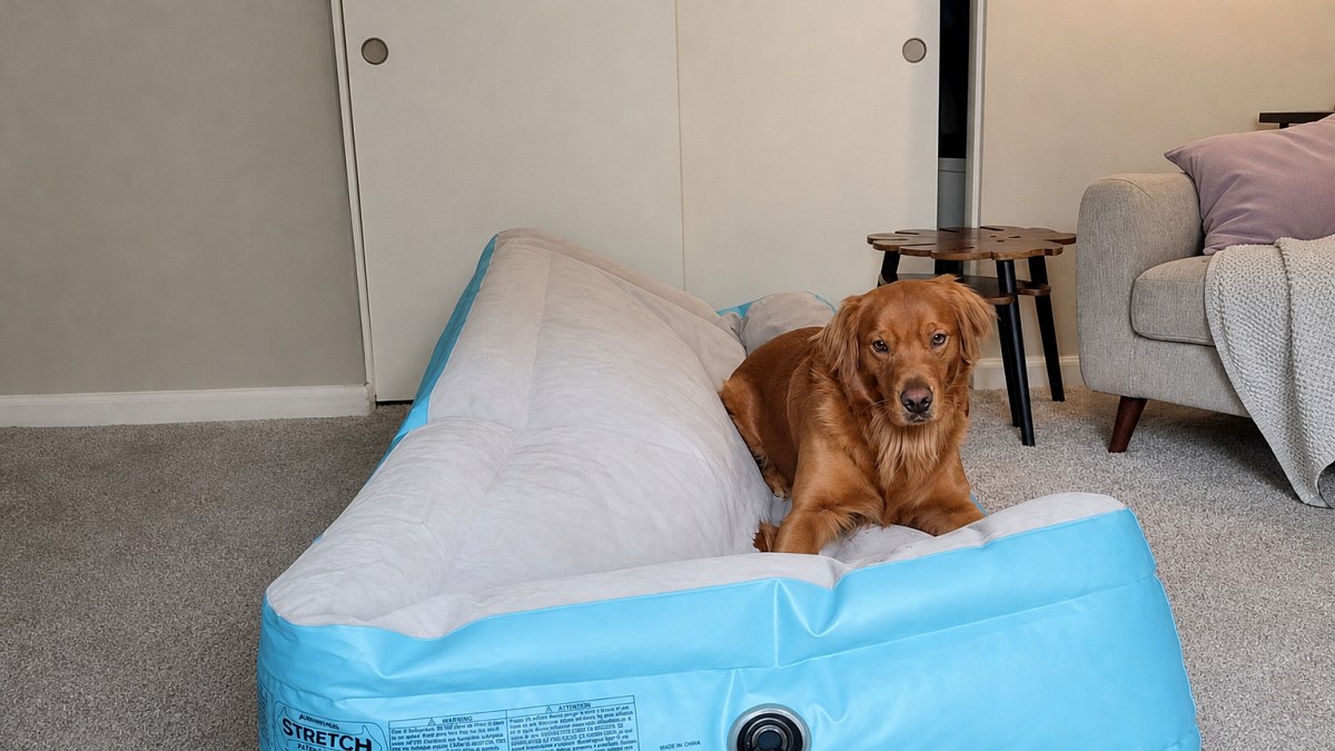 Illustration : "« Le plus gros jouet qui couine » : face à un matelas qui se dégonfle, ce chien s'invente une nouvelle activité (vidéo)"
