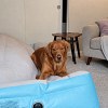 Illustration : &laquo; Le plus gros jouet qui couine &raquo; : face &agrave; un matelas qui se d&eacute;gonfle, ce chien s'invente une nouvelle activit&eacute; (vid&eacute;o)