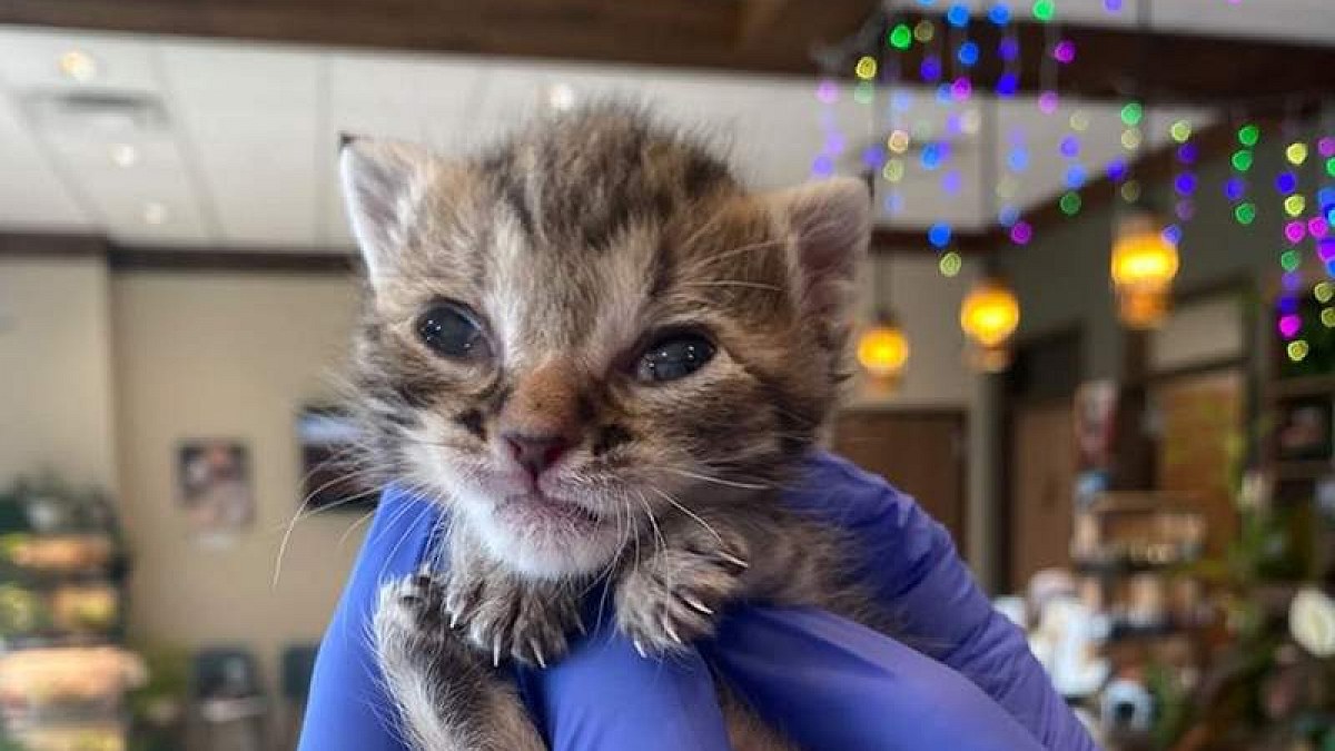 Illustration : "Les fractures de cette chatonne font craindre une maladie incurable, mais l'équipe poursuit les examens"