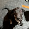 Illustration : Un couple craignait de perdre un chiot mordu par un serpent, mais l'accueil temporaire est devenu une adoption