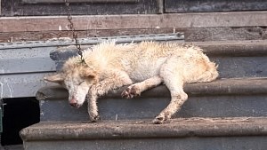 Illustration : "Un chien enchaîné à un porche peut à peine bouger, ses photos inquiètent une responsable d'association"