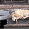 Illustration : Un chien encha&icirc;n&eacute; &agrave; un porche peut &agrave; peine bouger, ses photos inqui&egrave;tent une responsable d'association