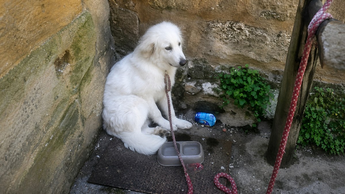 Illustration : "Un chiot Patou attaché à une barrière sans eau à Bergerac : son cas était déjà connu de la police municipale"