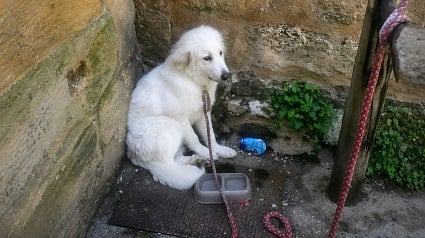 Illustration : Un chiot Patou attach&eacute; &agrave; une barri&egrave;re sans eau &agrave; Bergerac : son cas &eacute;tait d&eacute;j&agrave; connu de la police municipale