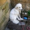 Illustration : Un chiot Patou attach&eacute; &agrave; une barri&egrave;re sans eau &agrave; Bergerac : son cas &eacute;tait d&eacute;j&agrave; connu de la police municipale