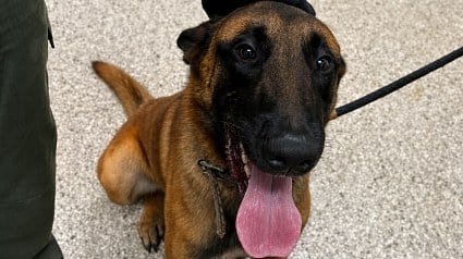 Illustration : Nou&eacute; &agrave; un panneau stop pr&egrave;s de l'autoroute, ce Malinois a &eacute;t&eacute; abandonn&eacute; avec un sac de croquettes