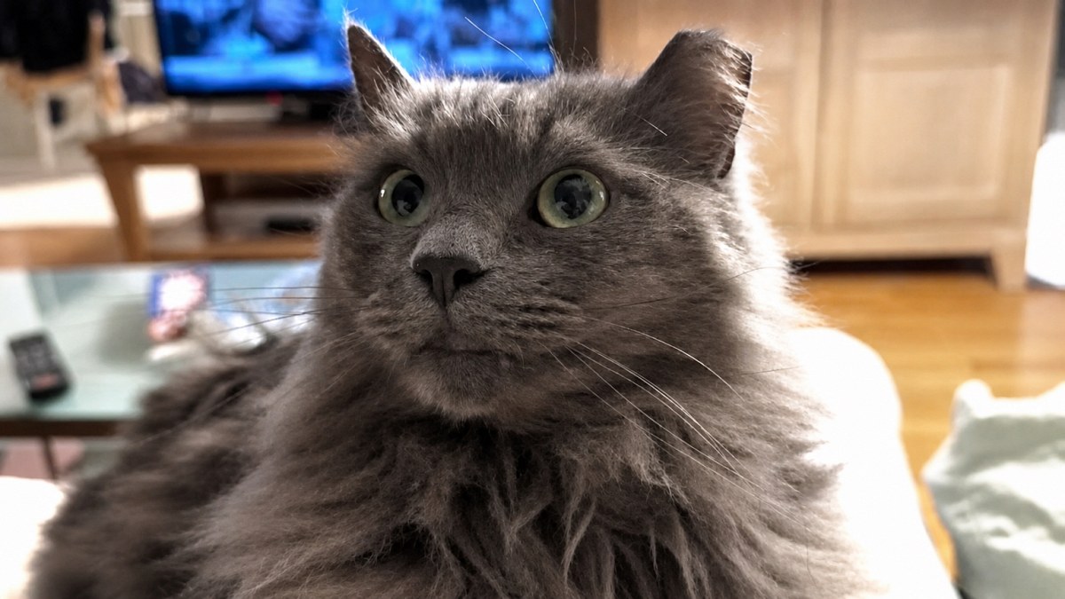 Illustration : "« J'ai pleuré, pleuré, tant de nuits » : elle retrouve son chat après 571 jours de disparition"