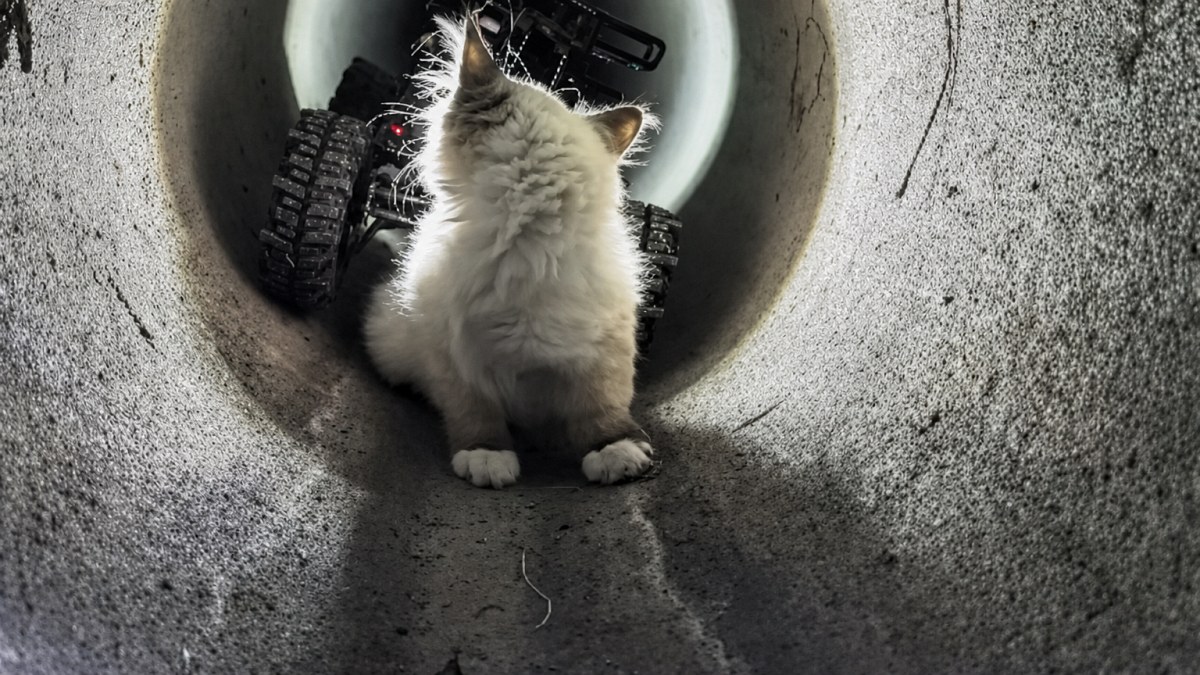 Illustration : "« R2D2 a doucement poussé le chaton hors du tuyau » : un robot d’inspection devenu sauveteur"