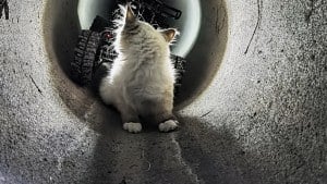 Illustration : "« R2D2 a doucement poussé le chaton hors du tuyau » : un robot d’inspection devenu sauveteur"