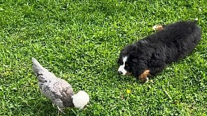 Illustration : Triste de voir son chiot Bouvier Bernois boudé par toute la ferme, ce maître organise une rencontre avec une brebis qui va tout changer (vidéo)