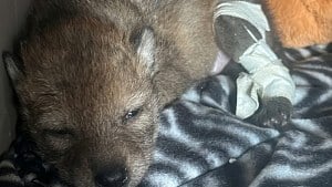 Illustration : "Persuadé de sauver un chiot blessé, un garçon s'attache à lui mais découvre sa véritable identité chez le vétérinaire"