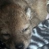 Illustration : Persuad&eacute; de sauver un chiot bless&eacute;, un gar&ccedil;on s'attache &agrave; lui mais d&eacute;couvre sa v&eacute;ritable identit&eacute; chez le v&eacute;t&eacute;rinaire