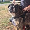 Illustration : La SPA d'Yvr&eacute;-l'&Eacute;v&ecirc;que (72) cherche un foyer sans autre animal pour Tanya, une chienne victime de coups