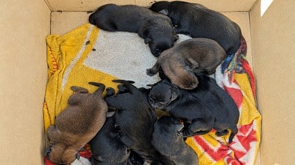 Illustration : Lot-et-Garonne (47) : 9 chiots abandonn&eacute;s dans un carton sont recueillis, mais l&rsquo;association manque de lait maternis&eacute;