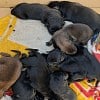 Illustration : Lot-et-Garonne (47) : 9 chiots abandonn&eacute;s dans un carton sont recueillis, mais l&rsquo;association manque de lait maternis&eacute;