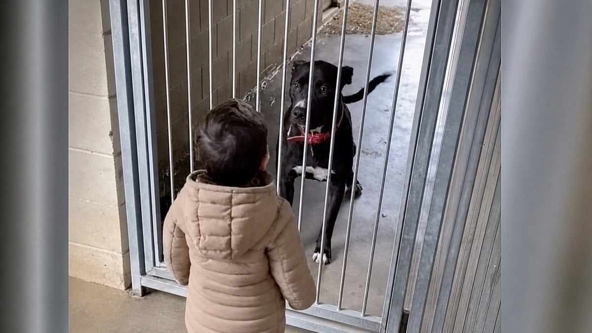 Illustration : "« Elle n'osait même pas lever la tête » : traumatisée, cette Pitbull s'illumine face à un petit garçon (vidéo)"