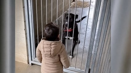 Illustration : &laquo; Elle n'osait m&ecirc;me pas lever la t&ecirc;te &raquo; : traumatis&eacute;e, cette Pitbull s'illumine face &agrave; un petit gar&ccedil;on (vid&eacute;o)