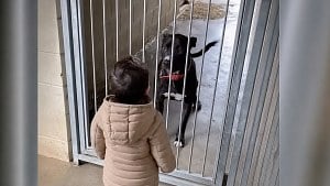 Illustration : « Elle n'osait même pas lever la tête » : traumatisée, cette Pitbull s'illumine face à un petit garçon (vidéo)