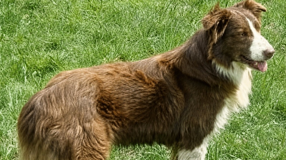 Illustration : "Un chiot Berger Australien s'échappe le jour d'un rendez-vous médical : un quartier d'Hazebrouck (59) a mis plus de 3 semaines à le rattraper"