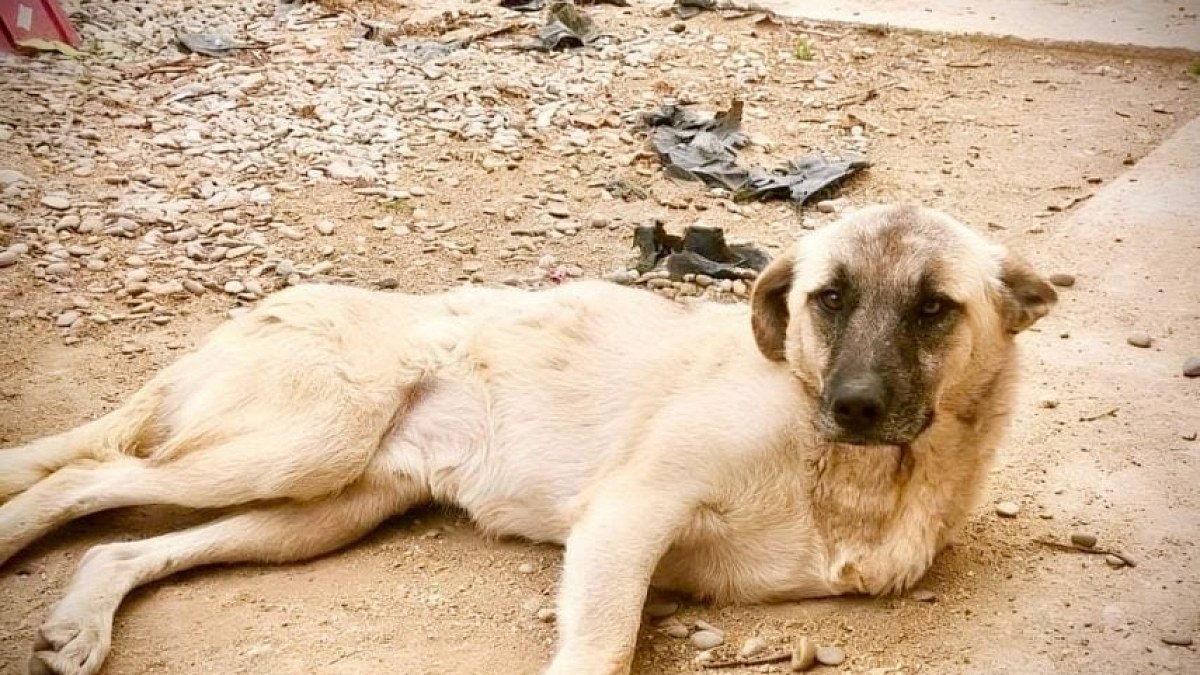 Illustration : "Une association peut faire venir en France ce chien à 3 pattes qui attend une famille depuis avril 2024"