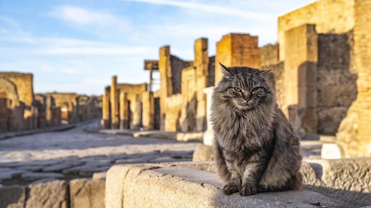 Illustration : "Environ 40 à 50 chats vivent dans les ruines antiques, mais pas sans une aide quotidienne"