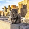 Illustration : Environ 40 &agrave; 50 chats vivent dans les ruines antiques, mais pas sans une aide quotidienne