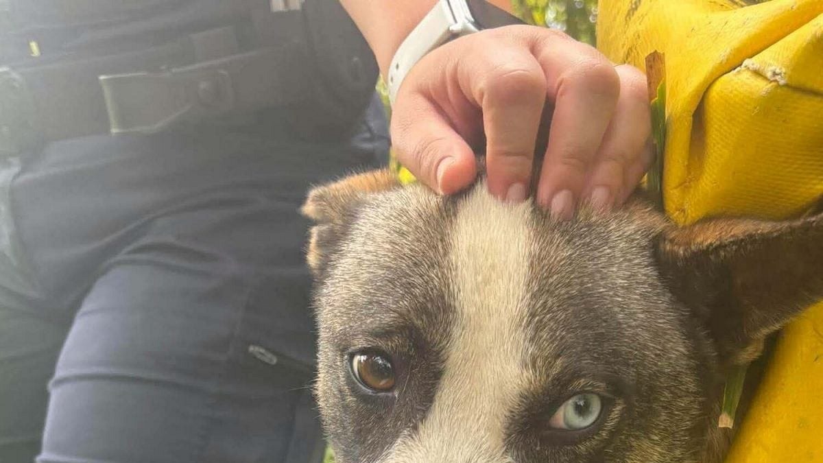 Illustration : "« Il n'avait plus de force » : un chien est sauvé après 4 jours coincé dans une ravine"