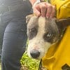 Illustration : &laquo; Il n'avait plus de force &raquo; : un chien est sauv&eacute; apr&egrave;s 4 jours coinc&eacute; dans une ravine