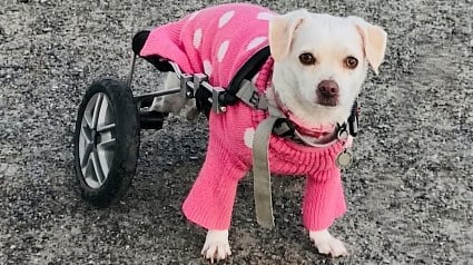 Illustration : &laquo; Qui pourrait voler le fauteuil roulant d&rsquo;un chien ? &raquo; : le cri du c&oelig;ur d&rsquo;une ma&icirc;tresse d&eacute;sempar&eacute;e