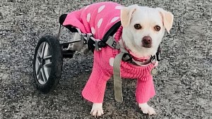Illustration : « Qui pourrait voler le fauteuil roulant d’un chien ? » : le cri du cœur d’une maîtresse désemparée