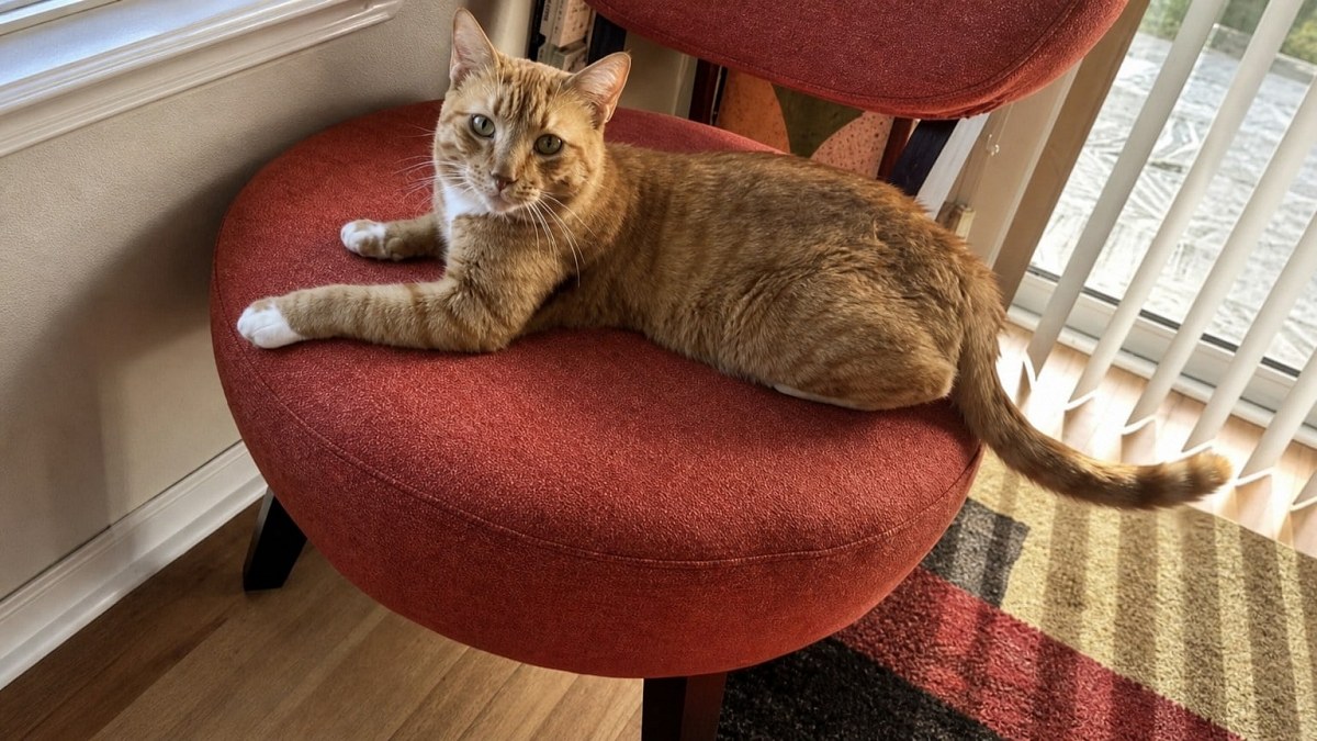 Illustration : "6 semaines de recherches pour retrouver le chat errant qu'une vacancière veut aider"