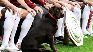 Illustration : Win, la chienne d’Arsenal, n’a manqué aucune photo officielle de l'équipe de football depuis son arrivée en 2023 (vidéo)