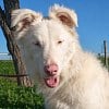 Illustration : Jamais r&eacute;clam&eacute; en fourri&egrave;re, ce chien sourd et malvoyant attend une famille tr&egrave;s pr&eacute;sente