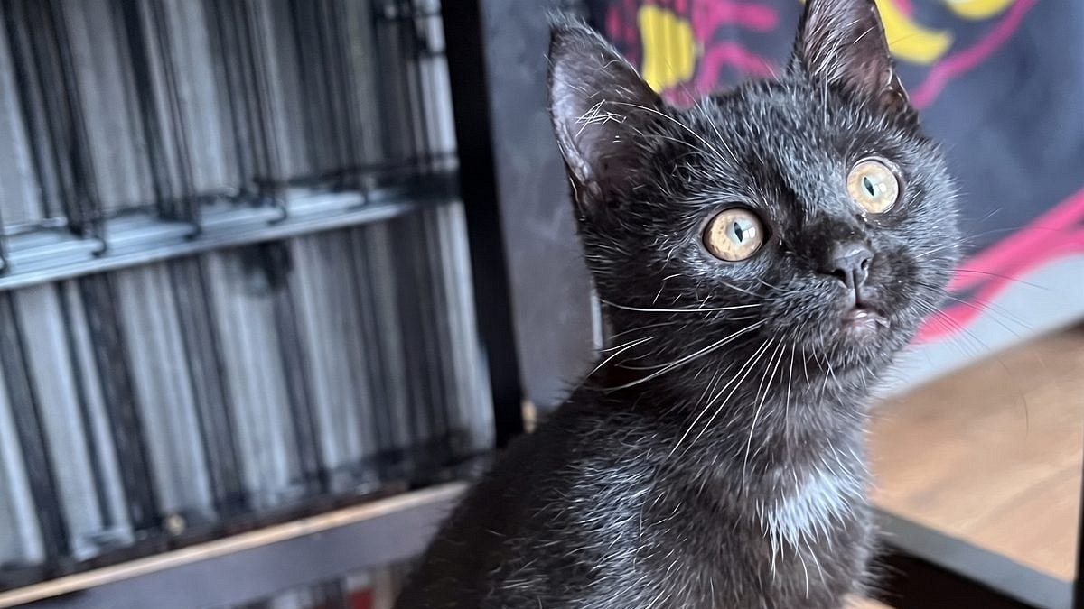 Illustration : "Un chaton noir est sauvé par l’employé du mois après avoir surgi de sous une voiture en plein lavage"