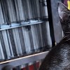 Illustration : Un chaton noir est sauv&eacute; par l&rsquo;employ&eacute; du mois apr&egrave;s avoir surgi de sous une voiture en plein lavage