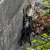 Illustration : Une chienne coinc&eacute;e dans un d&eacute;versoir, de la vase et des serpents sur le chemin de sa sauveteuse