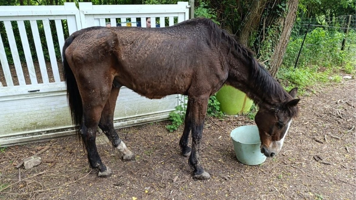 Illustration : "« Il revient de loin » : ce cheval sauvé à 27 ans en Seine-et-Marne pesait 365 kg, contre plus de 600 attendus"