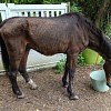 Illustration : &laquo; Il revient de loin &raquo; : ce cheval sauv&eacute; &agrave; 27 ans en Seine-et-Marne pesait 365 kg, contre plus de 600 attendus