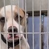 Illustration : Apr&egrave;s 831 et 280 jours au refuge, 2 chiens trouvent un foyer chez le b&eacute;n&eacute;vole venu les promener