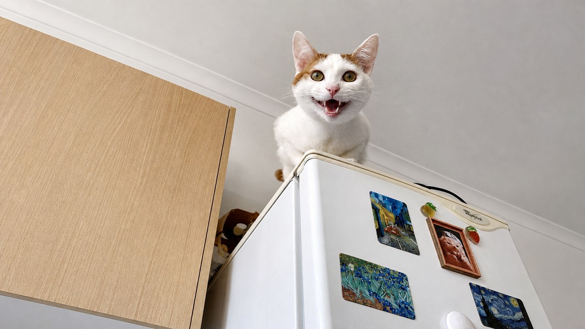 Illustration : "20 photos de chats en plein miaulement, et les petites histoires derrière leurs cris"