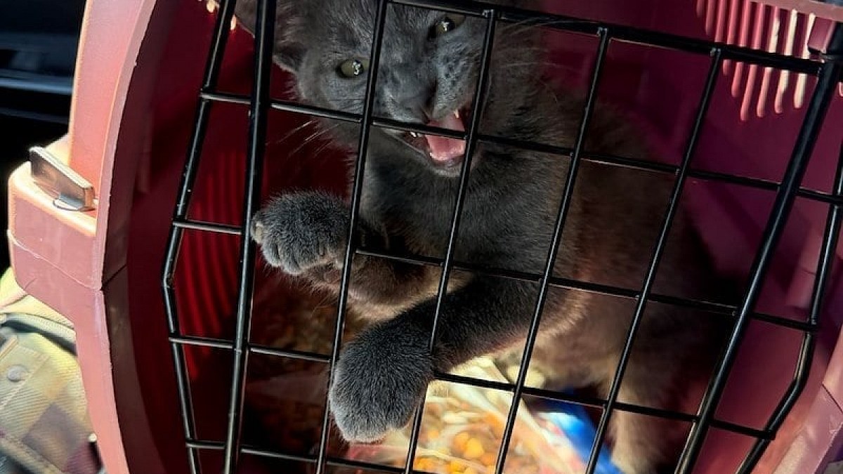 Illustration : "Une infirmière accueille un chaton et promet de donner des nouvelles à sa maîtresse contrainte de s’en séparer"