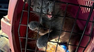 Illustration : Une infirmière accueille un chaton et promet de donner des nouvelles à sa maîtresse contrainte de s’en séparer